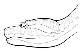 Anaconda drawing black and white clipart