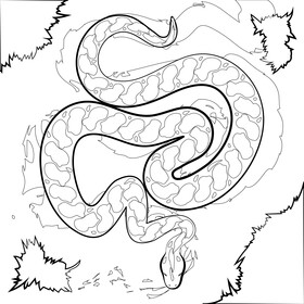 Anaconda snake drawing black and white vector