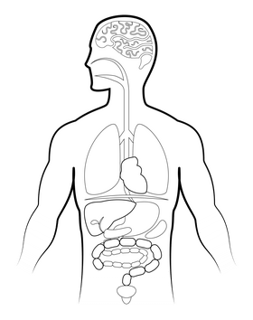 Human anatomy black and white clipart