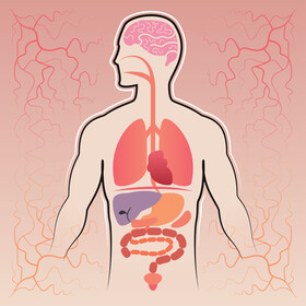 Human anatomy vector