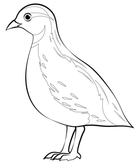 Quail bird drawing black and white clipart