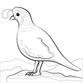 Quail drawing black and white vector