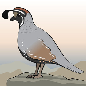 Quail drawing vector
