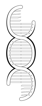 Genetics drawing black and white clipart