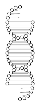Genetics drawing black and white clipart
