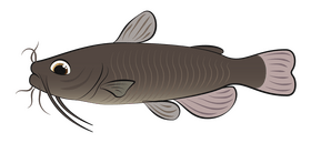 Catfish clipart