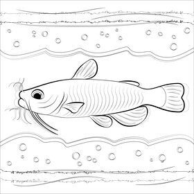 Catfish drawing black and white vector