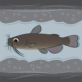 Catfish vector