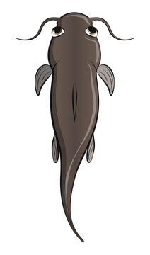 Catfish clipart
