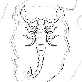 Scorpion drawing outline black and white vector