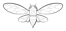 Cicada drawing black and white clipart