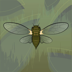 Cicada vector