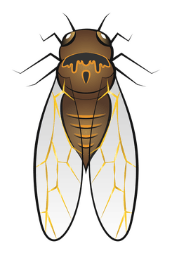 Cicada clipart