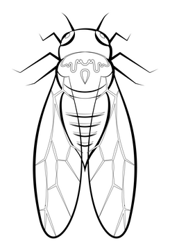 Cicada drawing black and white clipart