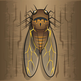 Cicada vector