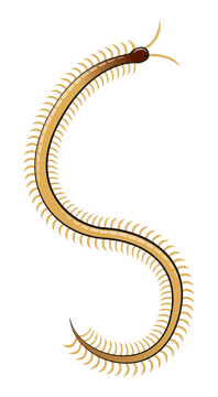 Centipede clipart