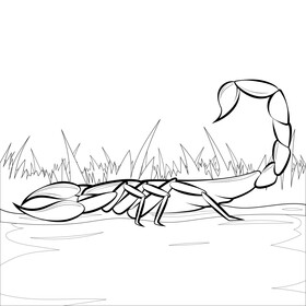 Scorpion drawing black and white vector
