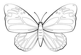 Monarch butterfly drawing black and white clipart