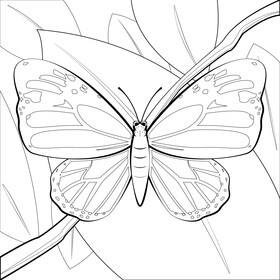 Monarch butterfly drawing black and white vector