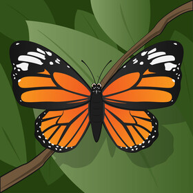 Monarch butterfly vector
