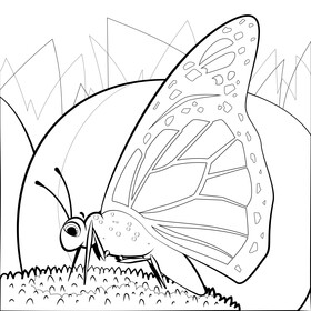 Monarch butterfly drawing black and white vector