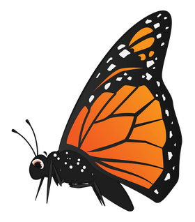 Monarch butterfly drawing clipart