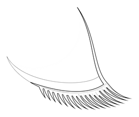 Eyelashes drawing black and white clipart