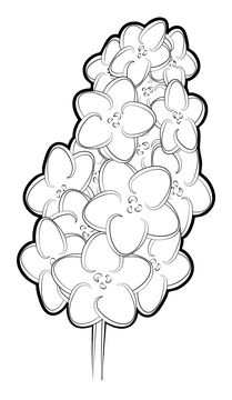 Lavender flower drawing black and white clipart