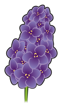 Lavender flower drawing clipart