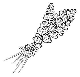 Lavender black and white clipart