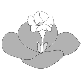 Costus spectabilis black and white clipart