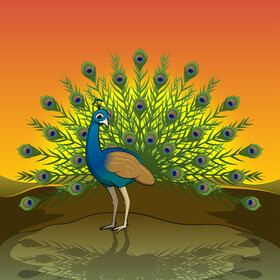 Peacock vector