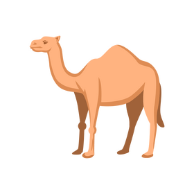 Camel vector - for free download