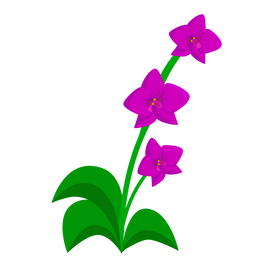 Singapore orchid clipart