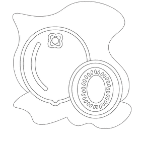 Kiwi black and white clipart