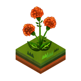 Carnation flower clipart