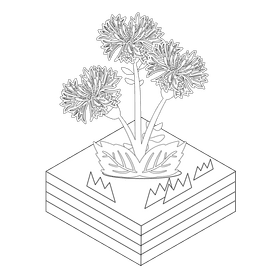 Corn flower black and white clipart