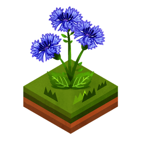 Corn flower clipart