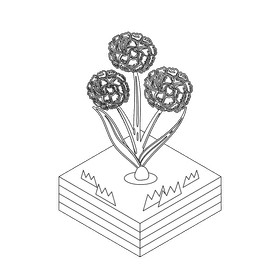 Craspedia flower black and white clipart