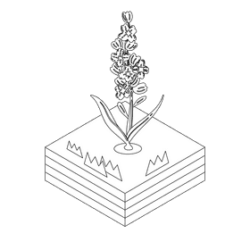 Lavender flower black and white clipart