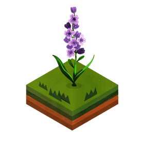 Lavender flower clipart