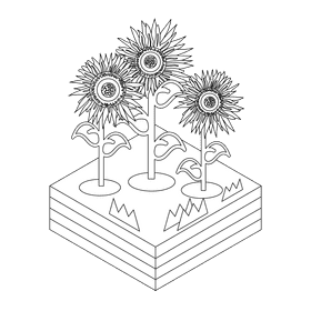 Sunflower flower black and white clipart