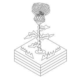 Thistle flower black and white clipart