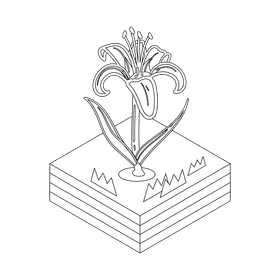 Tiger lily flower black and white clipart