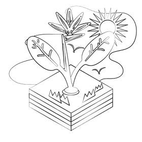 Bird of paradise black and white clipart