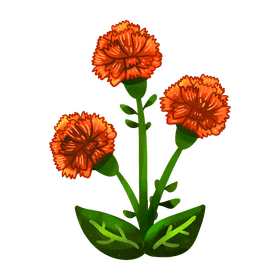 Carnation flower clipart