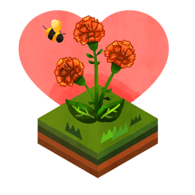 Carnation flower vector