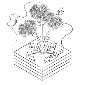 Corn flower flower black and white clipart