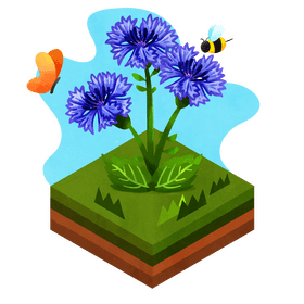 Corn flower vector