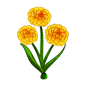 Craspedia flower clipart